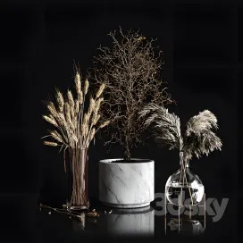 Dry plants collection